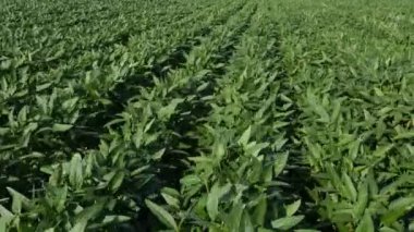 Baharın sonlarında ya da yaz başında tarlada yetiştirilen yeşil soya bitkilerinin görüntülerini yakınlaştır
