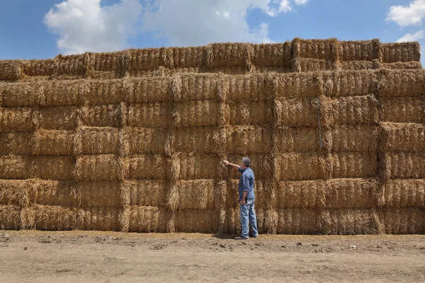 Farmer Agronomist Examining Touching Bale Packed Straw Big Pile — Stock Photo, Image