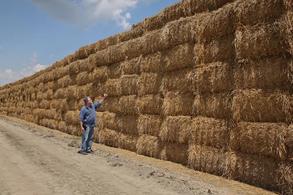 Agricultor Agrónomo Examinando Paca Paja Envasada Una Pila Grande Haciendo — Foto de Stock