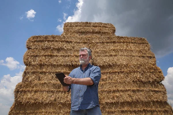 Farmer Agronomist Examining Bale Packed Straw Big Pile Harvest Using — Stock Photo, Image