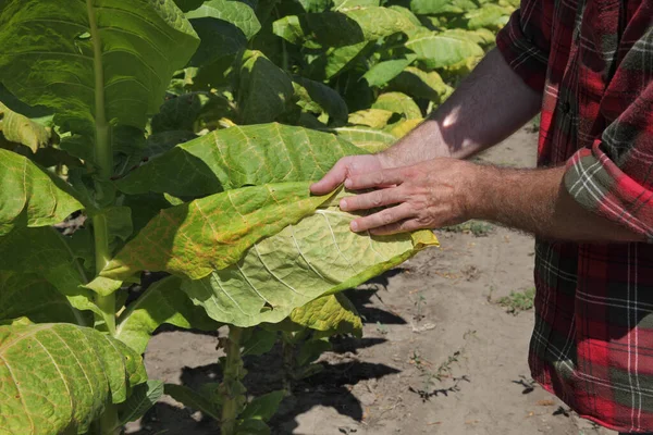 农民或农学家在田里检查和采摘烟草植物的叶子 用手和叶子的密闭 — 图库照片