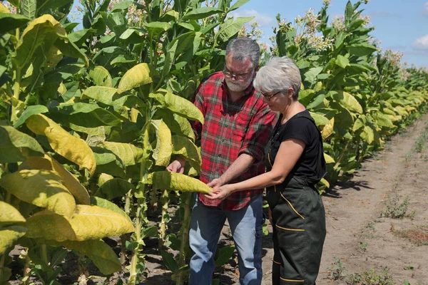 Vrouwelijke Mannelijke Landbouwer Agronoom Die Het Blad Van Tabaksfabriek Het — Stockfoto