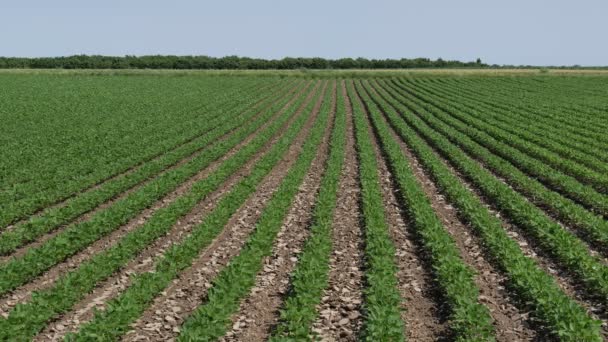 Landwirtschaft Grün Bewirtschaftetes Sojabohnenfeld Späten Frühjahr Oder Frühsommer — Stockvideo