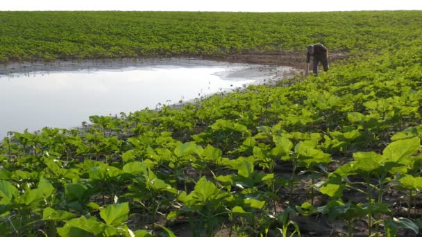 Farmář Kontroluje Mladé Zelené Slunečnicové Rostliny Bahně Vodě Poškozené Pole — Stock video