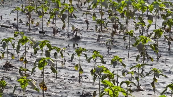 Grüne Sonnenblumenpflanzen Schlamm Und Wasser Beschädigtes Feld Flutlichtvideo — Stockvideo