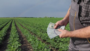 Yeşil ekili soya tarlası gökyüzü ve arka planda gökkuşağı olan Amerikan dolarını elinde tutan çiftçi.