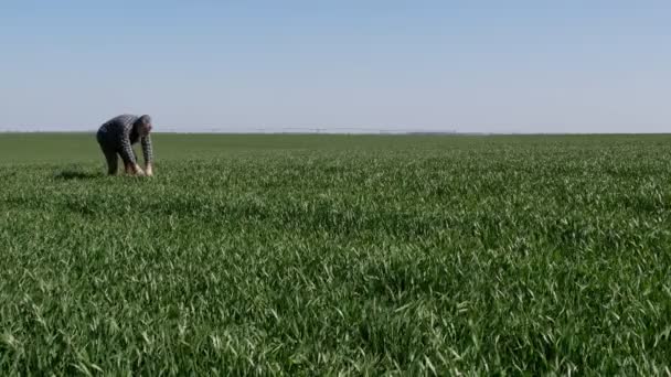 Agricultor Agrónomo Que Inspecciona Calidad Del Trigo Verde Primavera — Vídeos de Stock