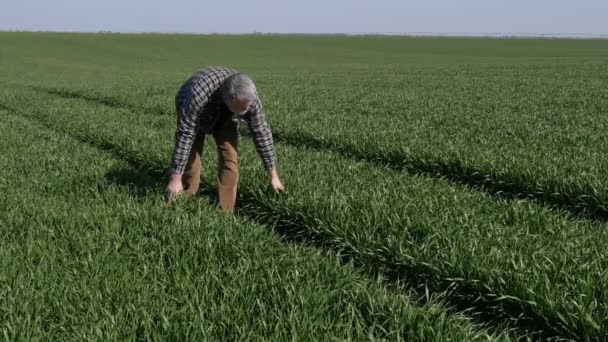 Boer Agronomist Wandelen Inspecteren Kwaliteit Van Groene Tarwe Planten Het — Stockvideo