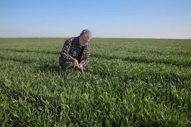 Çiftçi ya da tarımcı tarladaki buğday bitkilerinin kalitesini, baharın başlarında tarımı denetliyor
