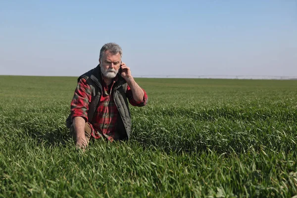 Çiftçi Tarımcı Tarladaki Buğday Bitkilerinin Kalitesini Denetliyor Cep Telefonu Baharda — Stok fotoğraf