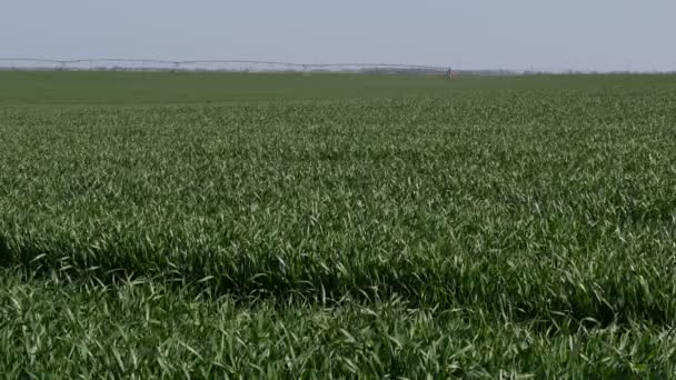 Green Wheat Field Blue Sky Agriculture Spring — Stock Video