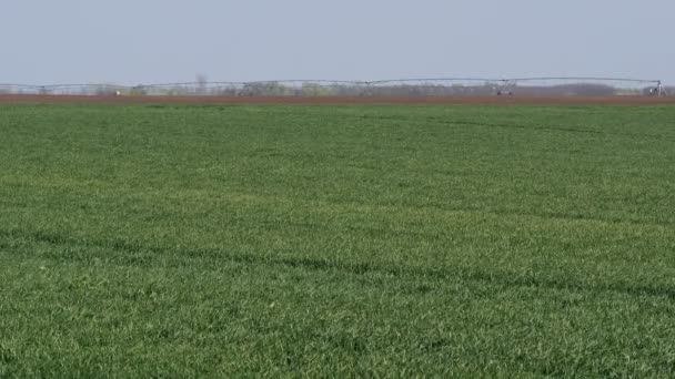 Зелене Пшеничне Поле Сильним Вітром Сільське Господарство Навесні — стокове відео