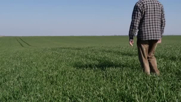 Agricultor Agrónomo Que Inspecciona Calidad Las Plantas Trigo Verde Campo — Vídeo de stock