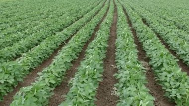 Tarım, yeşil ekili soya tarlası İlkbahar sonu veya yaz başında