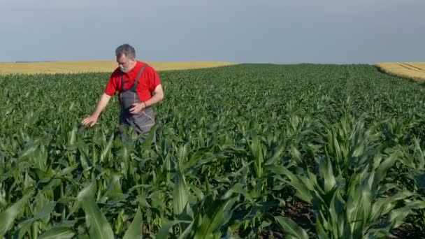 Agricultura Agricultor Agrónomo Inspeccionando Calidad Las Plantas Maíz Campo Hablando — Vídeos de Stock