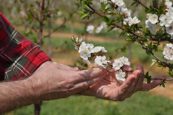 Hand Des Agronomen Oder Landwirts Untersucht Blühenden Kirschbaum Obstgarten — Stockfoto
