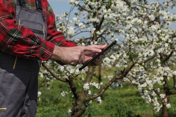 Agronomen Eller Bonden Undersöker Blommande Körsbärsträd Fruktträdgården Och Skriva Till — Stockfoto