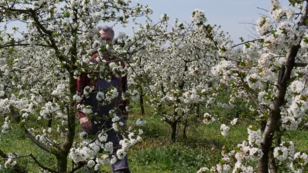 Agronomista Agricultor Examinando Cerejeiras Florescentes Pomar Agricultura Primavera — Vídeo de Stock