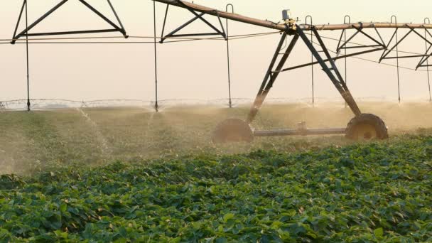 Campo Soja Com Sistema Irrigação Para Abastecimento Água Pôr Sol — Vídeo de Stock