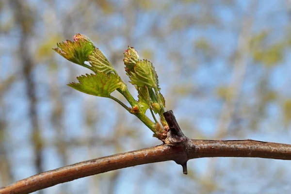 Closeup Green Tender Leaves Wine Grape Spring — Stock Photo, Image