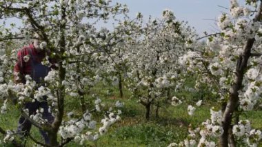Agronomist ya da çiftçi meyve bahçesinde çiçek açan kiraz ağaçlarını inceliyor ve cep telefonuyla konuşuyor