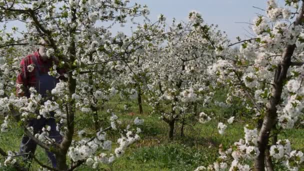 Agronomiste Agriculteur Examinant Des Cerisiers Fleurs Dans Verger Parlant Par — Video