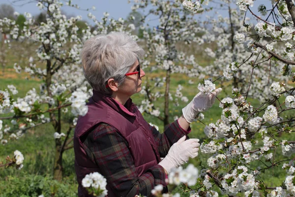 果樹園の桜の開花を調べる女性農学者や農家で 手袋を手にして — ストック写真