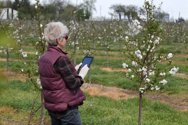 Feminino Agrônomo Agricultor Examinando Cerejeiras Florescentes Pomar Digitando Para Tablet — Fotografia de Stock