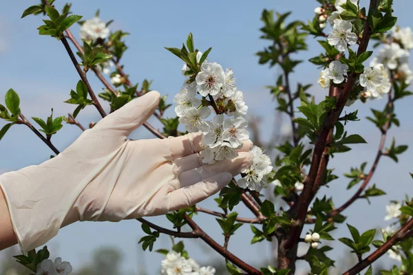 Hand Handske Agronomen Eller Bonden Undersöker Blommande Körsbärsträd Fruktträdgård — Stockfoto