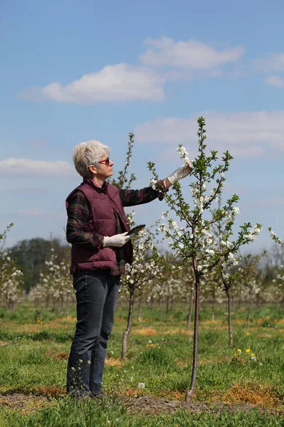 Kvinnlig Agronomen Eller Bonden Undersöker Blommande Körsbärsträd Fruktträdgården Med Skyddshandskar — Stockfoto