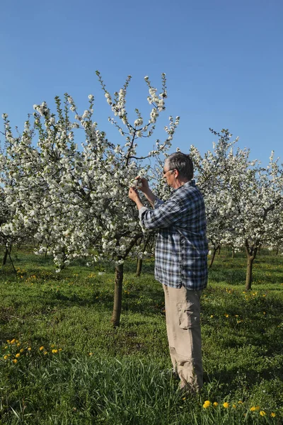Landbouwkundige Landbouwer Die Bloeiende Kersenbomen Boomgaard Onderzoekt — Stockfoto