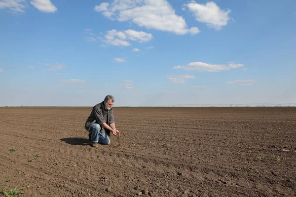 Agricultor Agrônomo Inspecionando Solo Cultivado Campo Despejando Mãos Trabalhos Agrícolas — Fotografia de Stock