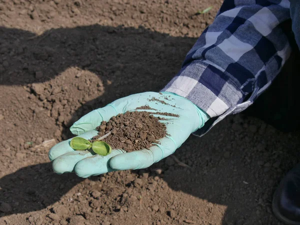 Farmer Agronomist Inspecting Quality Sunflower Sprout Early Spring Closeup Hand — Stock Photo, Image