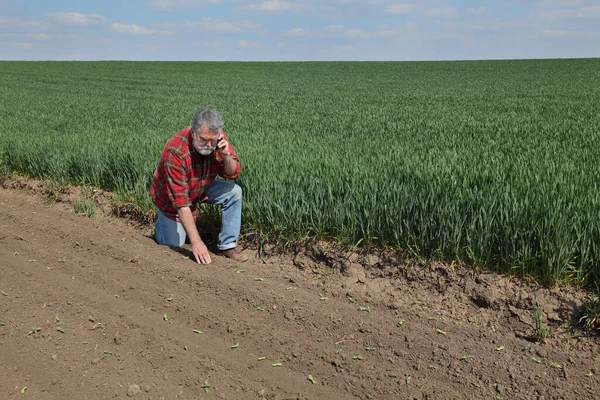 Agricultor Agrónomo Inspeccionando Calidad Los Brotes Girasol Con Campo Trigo — Foto de Stock