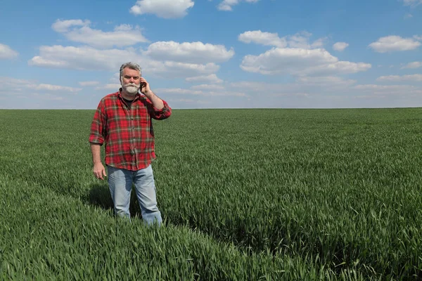 Farmer Agronomist Inspecting Quality Wheat Plants Field Speaking Mobile Phone — Stock Photo, Image