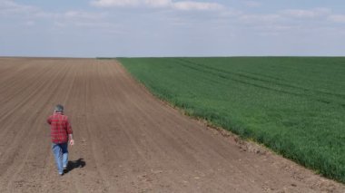 Arka planda buğday tarlası bulunan ayçiçeği filizlerinin kalitesini denetleyen çiftçi veya tarımcı ve cep telefonuyla konuşan, baharda tarım