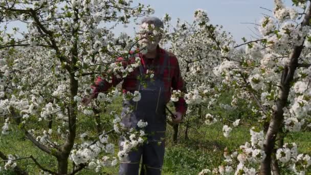 농학자나 농부가 석판을 사용하여 과수원에서 꽃피는 벚나무를 구경하고 — 비디오