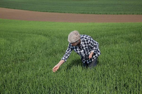 Vrouwelijke Landbouwer Agronomist Inspecteert Kwaliteit Van Groene Tarweplanten Het Veld — Stockfoto