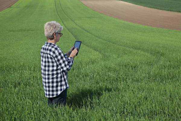 Female Farmer Agronomist Inspect Quality Green Wheat Plants Field Using — Stock Photo, Image