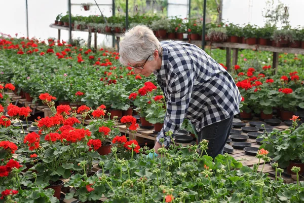 Jardinero Femenino Invernadero Trabajando Con Flores Geranio — Foto de Stock