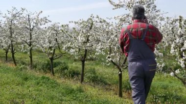 Agronomist ya da çiftçi meyve bahçesinde çiçek açan kiraz ağaçlarını inceliyor ve cep telefonuyla konuşuyor