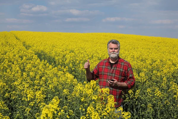 Agricultor Agrónomo Que Inspecciona Calidad Las Plantas Canola Campo Gesticulando — Foto de Stock