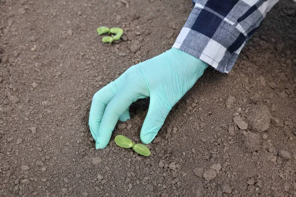 Landbouwers Agronomen Die Kwaliteit Van Zonnebloempitten Inspecteren Hand Hand Handschoen — Stockfoto