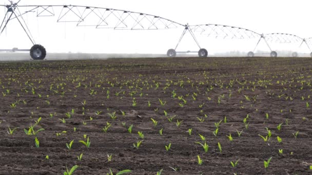 Maisfeld Zeitigen Frühjahr Mit Bewässerungssystem Zur Wasserversorgung — Stockvideo