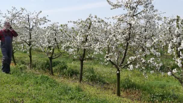 Agronomista Agricultor Examinando Cerejeiras Florescentes Pomar Falando Por Telefone Móvel — Vídeo de Stock