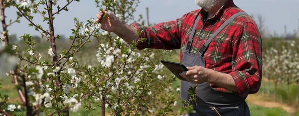 Agronomen Eller Bonden Undersöker Blommande Körsbärsträd Fruktträdgården Och Håller Tablett — Stockfoto