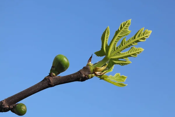 Closeup Fig Branch Green Small Leaves Fruit Spring Clear Blue — Stock Photo, Image