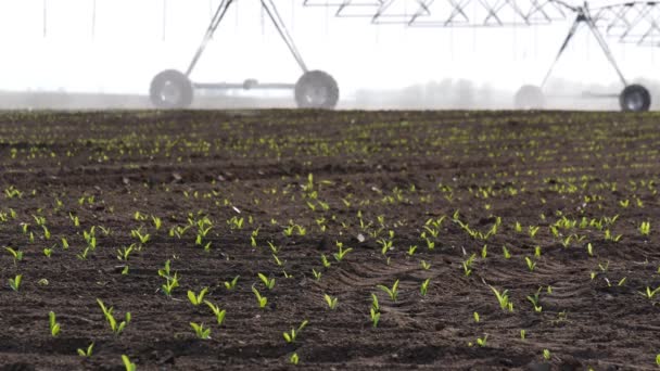 Campo Milho Início Primavera Com Sistema Irrigação Para Abastecimento Água — Vídeo de Stock