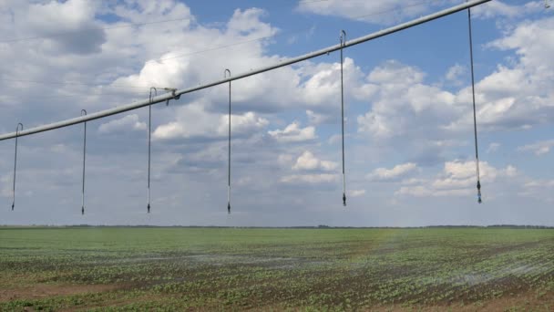 Sistema Riego Para Suministro Agua Campo Las Plantas Guisantes Equipos — Vídeo de stock