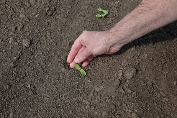 Farmer Agronomist Inspecting Quality Sunflower Sprout Closeup Hand Plant Agriculture — Stock Photo, Image